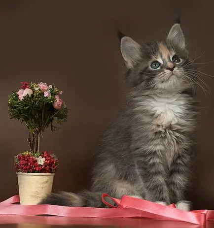 pisoi Maine Coon