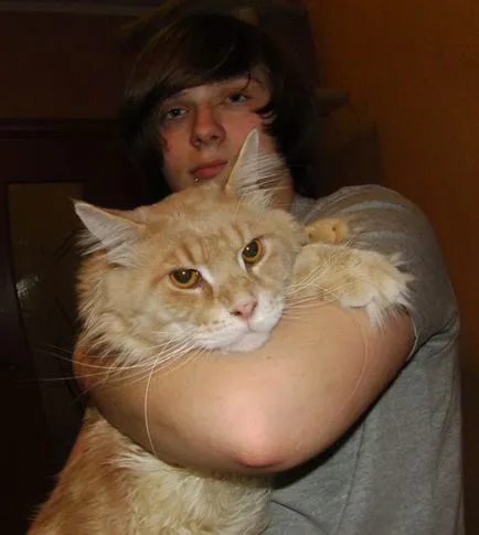 pisoi Maine Coon