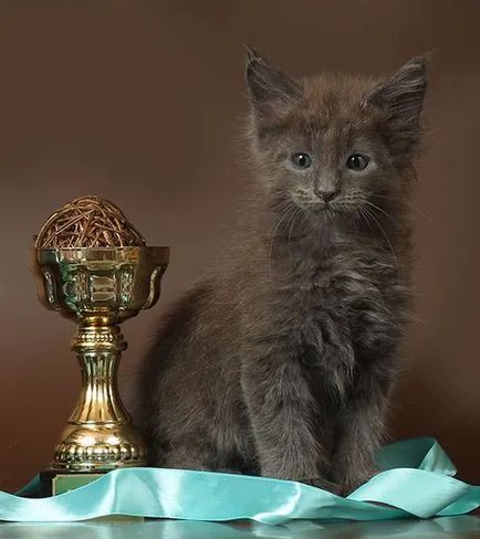 pisoi Maine Coon