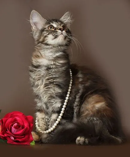 pisoi Maine Coon