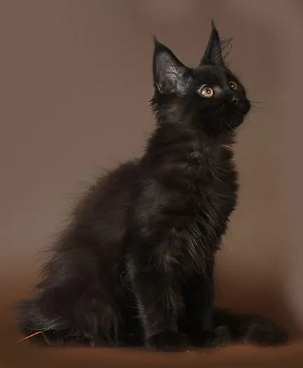 pisoi Maine Coon