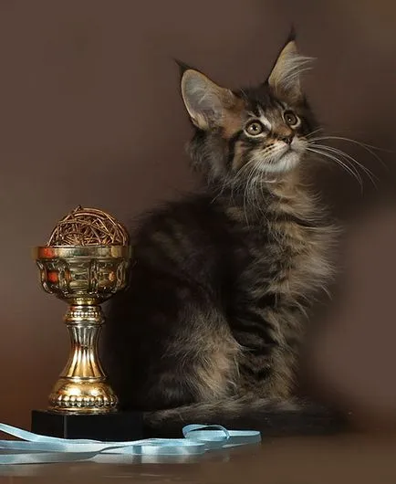 pisoi Maine Coon