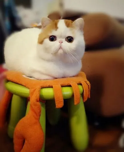 Cat Snoopy (24 fotografii) rasa chineză, preturi, video - murkote despre pisici și pisici (Snoopy) Cat Snoopy (24 fotografii) rasa chineză, preturi, video - murkote despre pisici și pisici