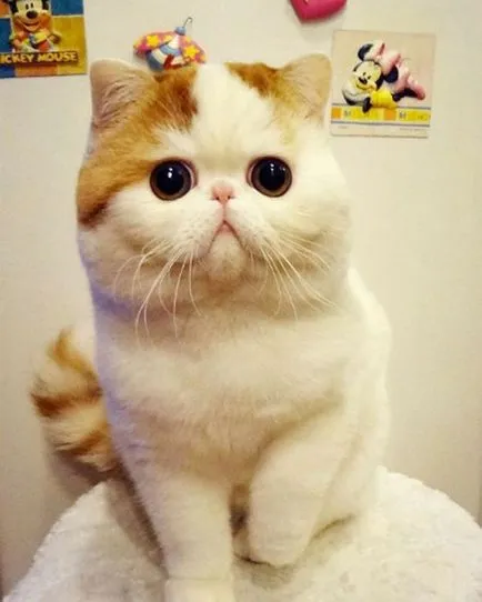 Cat Snoopy (24 fotografii) rasa chineză, preturi, video - murkote despre pisici și pisici (foto) Cat Snoopy (24 fotografii) rasa chineză, preturi, video - murkote despre pisici și pisici