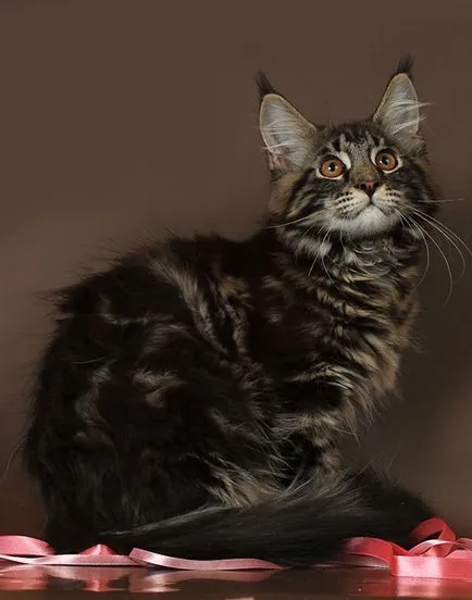 pisoi Maine Coon