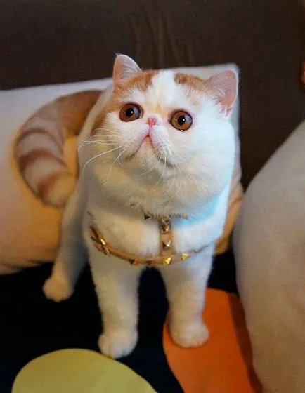 Cat Snoopy (24 fotografii) rasa chineză, preturi, video - murkote despre pisici și pisici (Snoopy) Cat Snoopy (24 fotografii) rasa chineză, preturi, video - murkote despre pisici și pisici