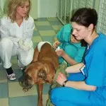 Sangerarea la câini, clinica veterinara Cybele (câini) Sangerarea la câini, clinica veterinara Cybele