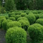 Arbuști pentru grădină (35 fotografii) ornamentale, perene, gradina, nepretențios, plantarea lor