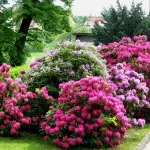 Arbuști pentru grădină (35 fotografii) ornamentale, perene, gradina, nepretențios, plantarea lor