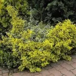 Arbuști pentru grădină (35 fotografii) ornamentale, perene, gradina, nepretențios, plantarea lor