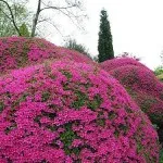 Arbuști pentru grădină (35 fotografii) ornamentale, perene, gradina, nepretențios, plantarea lor