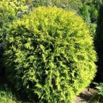 Arbuști pentru grădină (35 fotografii) ornamentale, perene, gradina, nepretențios, plantarea lor
