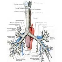 trunchiul pulmonar 1