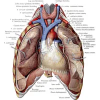 trunchiul pulmonar 1