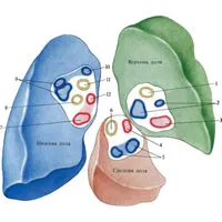 trunchiul pulmonar 1