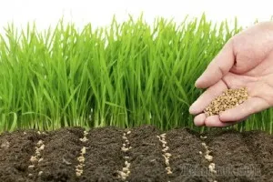 Linum grandiflorum - în creștere din semințe
