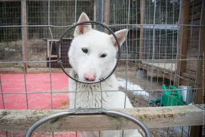 Cereale pentru câini, câini cu cusca - labrador (formulare un bulion scarbosi) Cereale pentru câini, canisa de câine - labrador