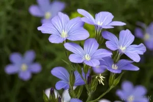 Linum grandiflorum - în creștere din semințe