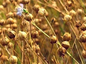 Linum grandiflorum - în creștere din semințe