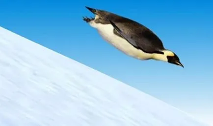 pinguini care zboară
