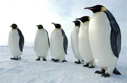 pinguini care zboară