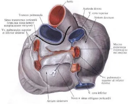 trunchi pulmonar - l