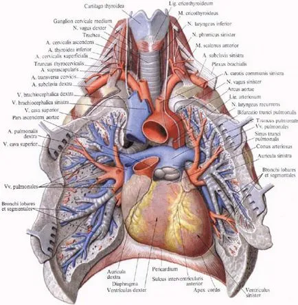 trunchi pulmonar - l