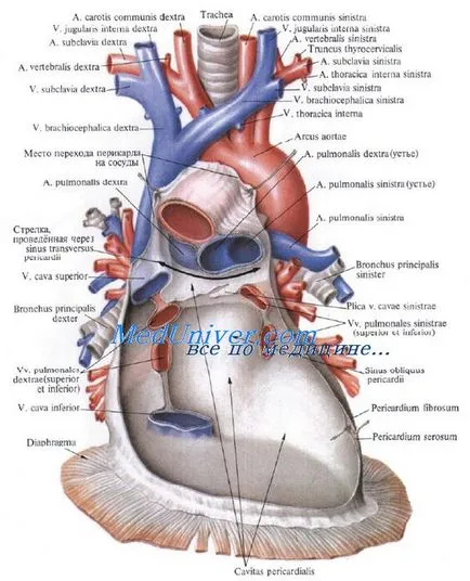 trunchi pulmonar