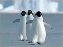 Flying pinguini - site-ul pentru copii Zateeva (Penguins) Flying pinguini - site-ul pentru copii Zateeva