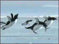 Flying pinguini - site-ul pentru copii Zateeva (Penguins) Flying pinguini - site-ul pentru copii Zateeva