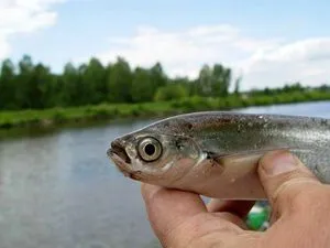 Prinderea sabrefish elasticizati alege cel mai bun aborda, în special prinderea sabrefish pe guma, tutorial video