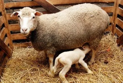 Cele mai bune rase de carne de ovine revizuire completă și analiză, fotografii