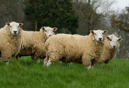 Cele mai bune rase de carne de ovine revizuire completă și analiză, fotografii
