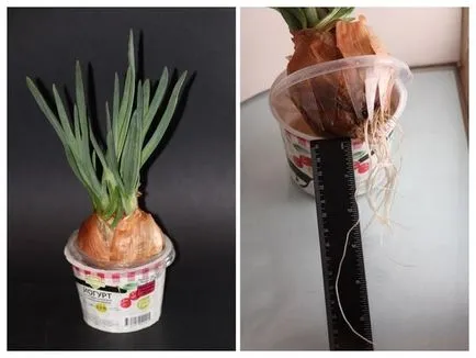 Ceapă pe un pervaz secrete și subtilități de cultivare (Cheia succesului este corectă) Ceapă pe un pervaz secrete și subtilități de cultivare