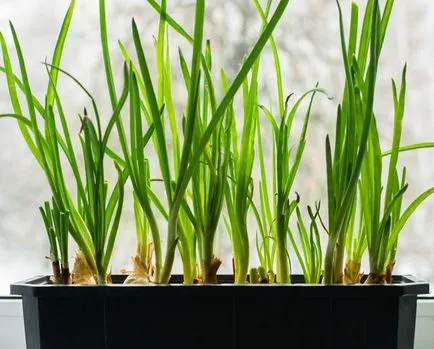 Ceapă pe un pervaz secrete și subtilități de cultivare (cultivare) Ceapă pe un pervaz secrete și subtilități de cultivare