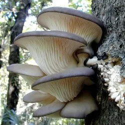 ciuperci stridii marinați, o reteta cu o fotografie