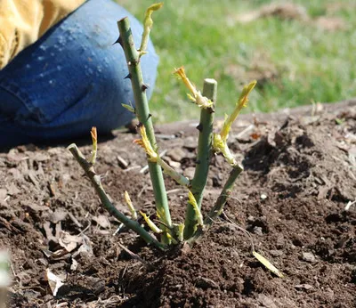 Un loc pentru trandafiri plantare, ceea ce pentru a planta de lângă trandafirii din țară, în cazul în care este mai bine pentru a planta trandafiri la locul (locul) Un loc pentru trandafiri plantare, ceea ce pentru a planta lângă trandafiri în țară, în cazul în care este mai bine pentru a planta trandafiri în zona
