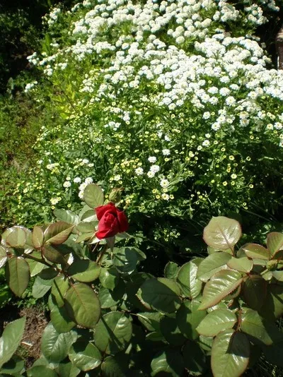 Un loc pentru trandafiri plantare, ceea ce pentru a planta de lângă trandafirii din țară, în cazul în care este mai bine pentru a planta trandafiri la locul (plantă) Un loc pentru trandafiri plantare, ceea ce pentru a planta lângă trandafiri în țară, în cazul în care este mai bine pentru a planta trandafiri în zona