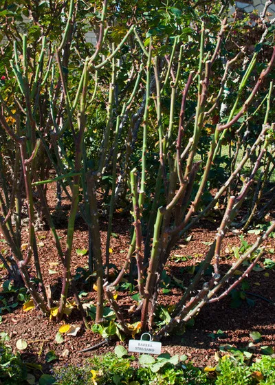 Un loc pentru trandafiri plantare, ceea ce pentru a planta de lângă trandafirii din țară, în cazul în care este mai bine pentru a planta trandafiri la locul (plantă) Un loc pentru trandafiri plantare, ceea ce pentru a planta lângă trandafiri în țară, în cazul în care este mai bine pentru a planta trandafiri în zona