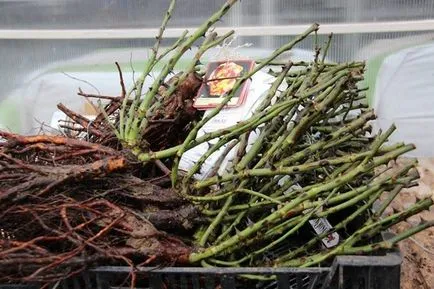Un loc pentru trandafiri plantare, ceea ce pentru a planta de lângă trandafirii din țară, în cazul în care este mai bine pentru a planta trandafiri la locul (plantă) Un loc pentru trandafiri plantare, ceea ce pentru a planta lângă trandafiri în țară, în cazul în care este mai bine pentru a planta trandafiri în zona