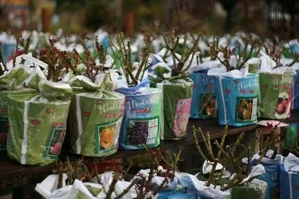 Un loc pentru trandafiri plantare, ceea ce pentru a planta lângă trandafiri în țară, în cazul în care este mai bine pentru a planta trandafiri in zona (aproape) Un loc pentru trandafiri plantare, ceea ce pentru a planta lângă trandafiri în țară, în cazul în care este mai bine pentru a planta trandafiri în zona