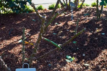 Un loc pentru trandafiri plantare, ceea ce pentru a planta de lângă trandafirii din țară, în cazul în care este mai bine pentru a planta trandafiri pe un teren (plantare) Un loc pentru trandafiri plantare, ceea ce pentru a planta lângă trandafiri în țară, în cazul în care este mai bine pentru a planta trandafiri în zona
