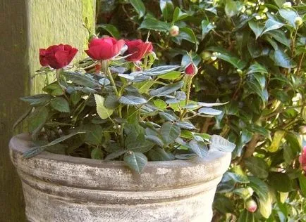 Un loc pentru trandafiri plantare, ceea ce pentru a planta de lângă trandafirii din țară, în cazul în care este mai bine pentru a planta trandafiri la locul (plantă) Un loc pentru trandafiri plantare, ceea ce pentru a planta lângă trandafiri în țară, în cazul în care este mai bine pentru a planta trandafiri în zona