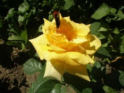Un loc pentru trandafiri plantare, ceea ce pentru a planta de lângă trandafirii din țară, în cazul în care este mai bine pentru a planta trandafiri la locul (locul) Un loc pentru trandafiri plantare, ceea ce pentru a planta lângă trandafiri în țară, în cazul în care este mai bine pentru a planta trandafiri în zona