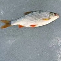 Ce pentru a prinde cele mai bune momeli babușcă și Momeală pentru pescuit