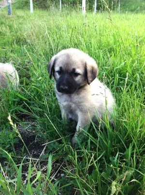 Pot cățeluși terci mei, catelusul meu