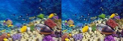 Lumea prin ochii animalelor (a se vedea spectrul ultraviolet) Lumea prin ochii animalelor