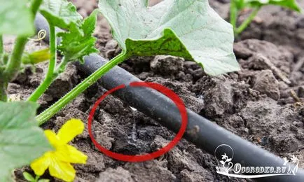 Instalarea de sisteme de irigare - cum să se proiecteze și ce să ia în considerare (instalare) Instalarea de sisteme de irigare - cum să se proiecteze și ce să ia în considerare