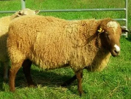 rase de ovine Carne