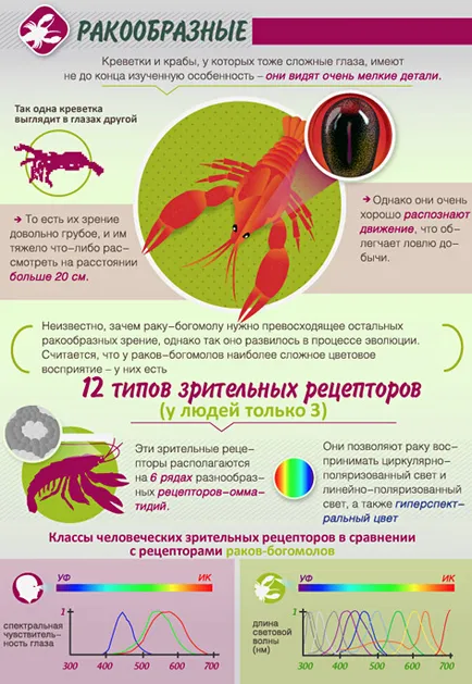 Lumea prin ochii diferitelor animale, cum ar fi vazut animalele, un jurnal online (animale) Lumea prin ochii diferitelor animale, cum ar fi vazut animalele, un jurnal online